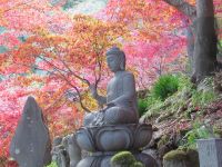 大山寺の紅葉（登録：井上和夫）素敵な空気ですね。日向ぼっこしながら本でも読みたいな！（追記：2021.02.19 Y.Tsukai）