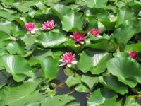 岩崎弁財天 睡蓮の花