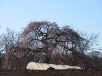 所沢市三ヶ島地区に有る枝垂れ梅畑の中に植えられています。