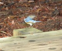 トトロの森に初めての野鳥観察(^^♪