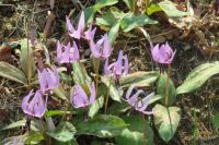 野上北公園のカタクリの花