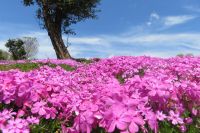 三ケ島の農家の芝桜