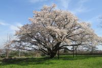みつこ桜