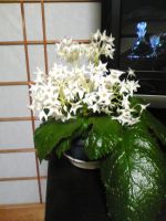 イワタバコの白