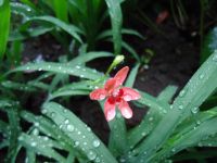 姫ヒオウギ…雨上がりに📷で！！