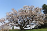 みつこ桜