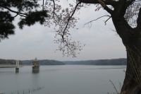 曇り空の中散歩で桜と狭山湖　　「余談ですが、ところざわの4月の広報の一面は狭山湖と桜🌸です」　　　　　私もお天気とカメラ📷が良ければもう少し綺麗に撮れたかも？