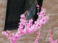 狭ーい庭に咲いている我が家のハナズオウ(花蘇芳)