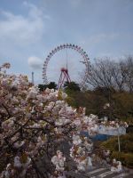 去年も桜を求めて蜜を避けての散歩でした( ﾉД`)ｼｸｼｸ…　　　(西武遊園地の観覧車をバックに満開でした。)