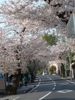 桜田商店街の桜🌸🌸🌸