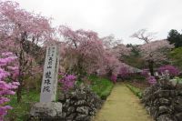青梅龍珠院№4