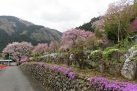 青梅龍珠院(りゅうしゅいん)№1   しだれ桜・花桃・芝桜・シャクナゲ・菜の花・桜🌸・ツツジ・まだまだ沢山有りました。　　　　　春のお花の競演です(^^♪　　　　　　　　　　　　　　　　　　ランチは🍙秋川渓谷の流れをおかずに(笑)