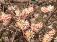 サークルがやっと始まりました(^^♪行く道中で見つけた・・・ミツマタの花(赤)