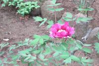 多聞院のぼたんの花🌸・・牡丹が咲くのはもう少し先かな⁈2021.04.11 yossy_tボタン情報楽しみだな～！　　　　は～い！　でも行かないかもね。