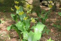 多聞院の・・・黄花カタクリの花  