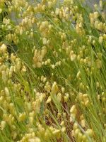 散歩で見つけた小判草　こんなに小判（お金)が生えて居たらいいなぁ　笑