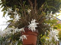 我が家の花・セッコク(長生蘭）他にも岩薬や少名彦薬根とも呼ばれて要る様です。