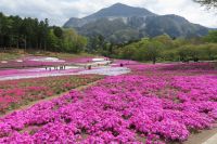 秩父羊山公園の芝桜と武甲山