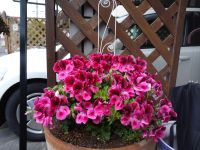 我が家の花🌸・・ベラゴニュウム・花言葉【君ありて幸福】2021.04.18 yossy_tなんて色んな花が育っているお庭なのでしょう！雑草だらけの当家の坪庭と偉い違いです。当家では植えた木の枝が枯れてコゲラが巣を作った位ですが、yokko_t家 では次々と素敵なお花が咲き出てきます！！！我が家を知らない人が見たら、主人が投稿の写真を見て広い庭と勘違いするだろうと笑って居ました(笑笑笑）2021.04.19 yossy_tお庭が広いか解りませんが！心が広くて世界が広がっている様に感じます。お二人で長い年月かけて創られてきた世界なんでしょうね！えっ　嬉しいお言葉です。ありがとうございます。徳 