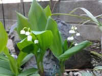 我が家のすずらんの花