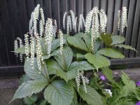 我が家の山野草　ガビシズカ