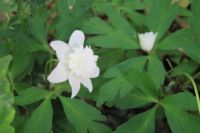 耕心館の山野草・・西洋イチリンソウ