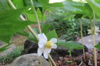 耕心館の山野草・・メイアップル