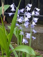 我が家の花🌸・・シラーカンパニュラータ