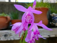 我が家の【シラン】の花・・  紫蘭ってこんな顔してるのか知ったのは、　　　　　　　　　　　　　　　　　　やはり自粛の恩恵かなぁ～20212.05.01 yossy_t写真って不思議ですね！この一瞬が留まります。そして深く観察できます。命の繫がりを教えてくれます。お花は良いですね😊枯れても又咲いてくれます(泣く)　toku