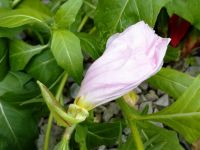 昨夜の【月見草】の翌日の写真です笑笑　　此の後はもう少し赤くなり惨めな、しぼみ方です(泣く)