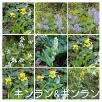 近場でキンラン＆ギンラン＆タツナミソウ(白と紫)です。今年は、この三点を堪能しましたね。　道　　ありがとう！！