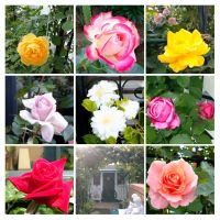 今朝の散歩で素敵な薔薇のお屋敷の庭綺麗なバラの写真ですね。k.i今年も自粛の年で違う意味で近所の散策が出来ました😊　toku