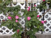 今朝の散歩でよそ様の薔薇🌹　沢山の種類が有り朝からテンションが上がりました(笑)