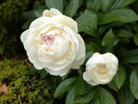 我が家の芍薬(シャクヤク)の白花・・赤が少しだけ混じっています(^^♪