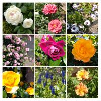 今朝の散歩のお花達・・石戸さん　佐藤さん有難うございました(^^♪