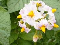 今朝の散歩で畑に咲いていたじゃが芋のお花！