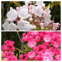 散歩で見つけた【カルミア】の花のピンク色と赤・・・　　　　　　　　ピンクはよく見ますが赤は初めて見ました!(^^)!2021.05.12 yossy_t素敵な写真が一杯撮れて楽しいですね！写真を見る方も楽しいです！最近は野の草花ばかりに目が行ってうつむいて歩いています。だからこんな素敵なお花が目に入りません　(^_^;)この歳に成って、こんなにも御近所を歩いたの、初めての事です笑笑　toku
