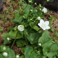 イズノウメバチソウ箱根湿生花園塚井 好之