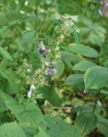 アキギリ箱根湿生花園by Tsukai