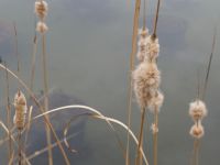 ガマ森林公園by Tsukai