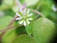 ハコベ椿峰NT5枚の花びらが切れ込んで10枚に見える！Y.Tsukai