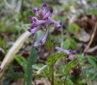 ジロボウエンゴサクととろの森