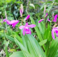 シラン箱根湿生花園